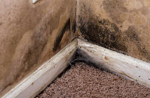 Damp Proofing Specialists Damp Proofing Ringmer East Sussex