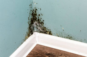 Damp Proofing Specialists Damp Proofing Ore East Sussex